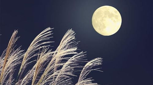 關(guān)于放棄的詩(shī)句古詩(shī),關(guān)于遺憾的詩(shī)句古詩(shī),形容遺憾的詩(shī)句古詩(shī)