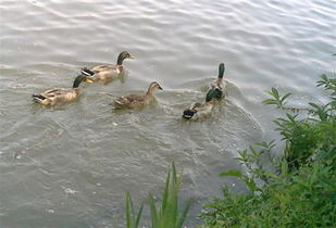 描寫湖面鴨子與人和諧相處的古詩句