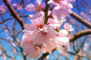 常見(jiàn)描寫(xiě)杏花的詩(shī)句古詩(shī)