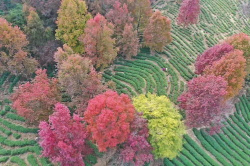 楓葉的詩句古詩