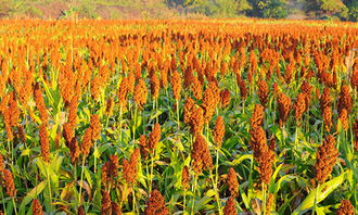 關(guān)于高粱的詩句有哪些