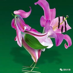 關于花和雞的詩句