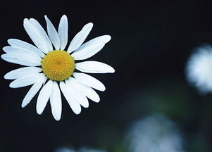 描寫菊花美的古詩句