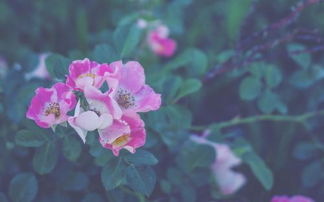 重新來(lái)過(guò)的古詩(shī)句