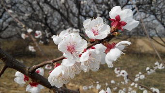 杏花,古詩,詩句,桃花