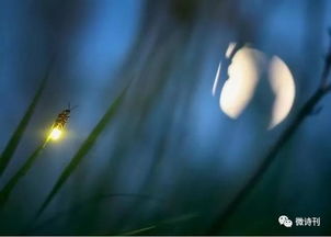 關(guān)于描寫月色美的詩句