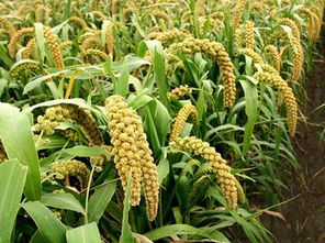 谷子,詩(shī)句,成熟