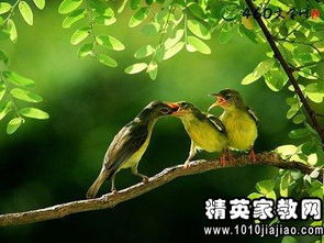 關(guān)于竹的精神詩(shī)句有哪些