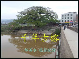 關(guān)于古榕的詩(shī)句