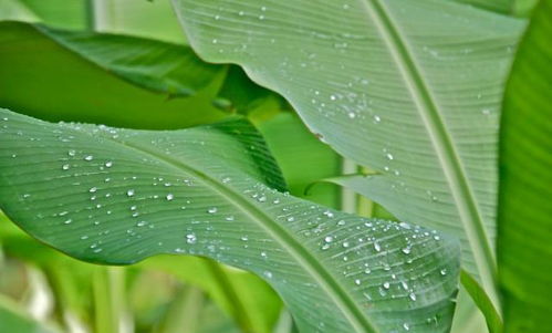 關(guān)于蕉葉的詩句