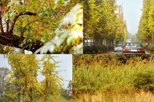 關(guān)于深秋美景的詩(shī)句