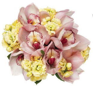 關(guān)于紫蘭花詩句