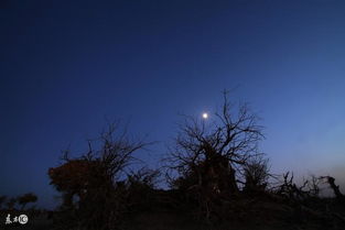 關于霧夜的詩句