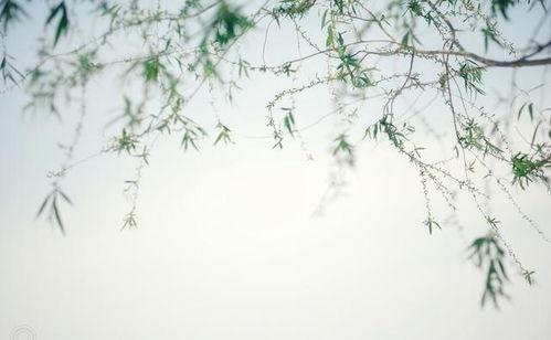 古詩,詩句,描寫,后悔