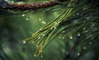 關(guān)于清冷月夜的詩(shī)句