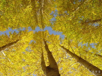 秋景,詩句,唐詩,贊美