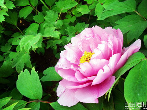 關于花容的詩句