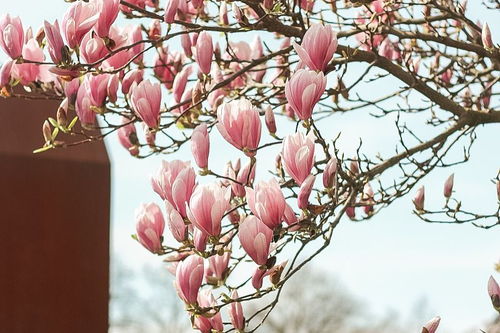 關于繁花飄落的詩句