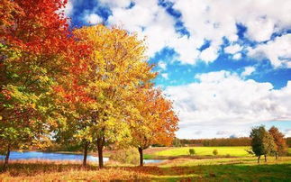 三年級(jí)關(guān)于秋天的詩句簡(jiǎn)單,秋天的詩句和簡(jiǎn)單的畫,秋天的英文詩句簡(jiǎn)單