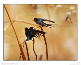有那些關于燕子的詩句