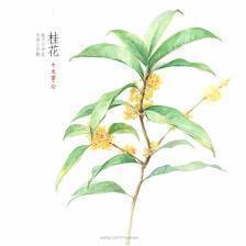 古詩,詩句,相思