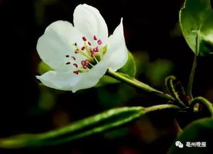 關(guān)于梨花的短的詩(shī)句