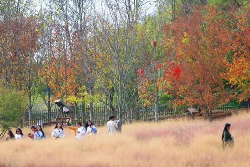 詩(shī)句,深秋,美景