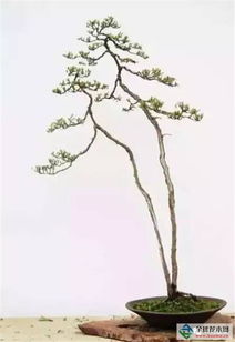 關(guān)于盆景盆栽的詩句