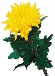 關(guān)于花的詩(shī)句加解釋