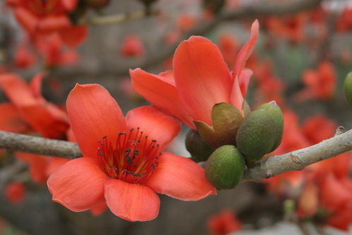 木棉花,詩句,有哪些