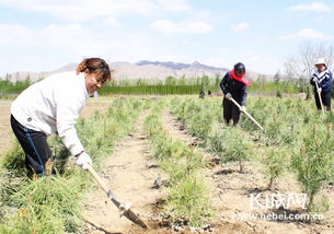 關于培育苗圃的詩句