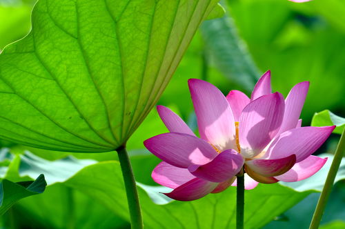 楊萬里荷花古詩句