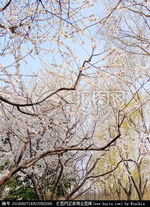 關(guān)于寫杏樹開花的詩句