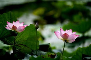 關(guān)于嫩蕊的詩(shī)句