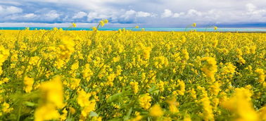 關(guān)于民情風俗的詩句