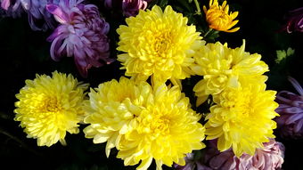 牡丹菊花的詩句古詩