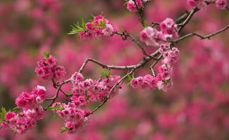 描寫竹子桃花的詩句古詩詞