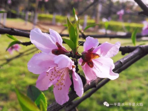 關(guān)于角落里的春天詩句