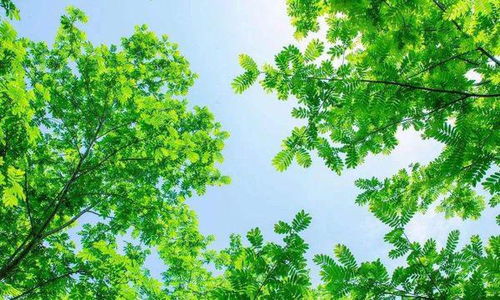 關(guān)于綠葉的著名詩句