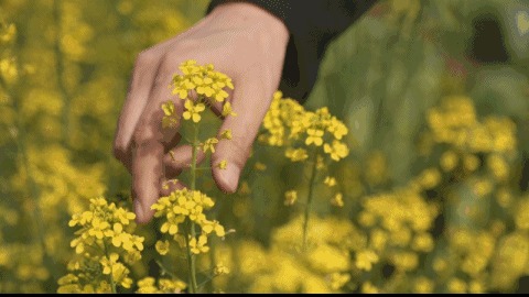 關(guān)于油菜花的千古詩(shī)句