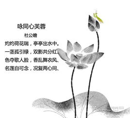 關(guān)于蓮花的詩句翻譯