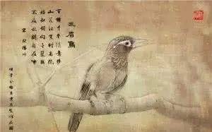 畫(huà)眉,詩(shī)句,男人