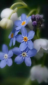 凄美的愛情詩句,帶有動(dòng)物名字的詩句古詩,愛情唯美古詩有名字的詩句