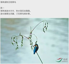 關(guān)于鳥(niǎo)的詩(shī)句寫(xiě)夏天