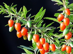 古代關(guān)于紅枸杞的詩(shī)句