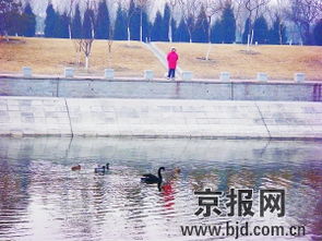 關(guān)于群鴨戲水的詩句