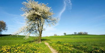 關(guān)于高環(huán)境優(yōu)美的詩(shī)句