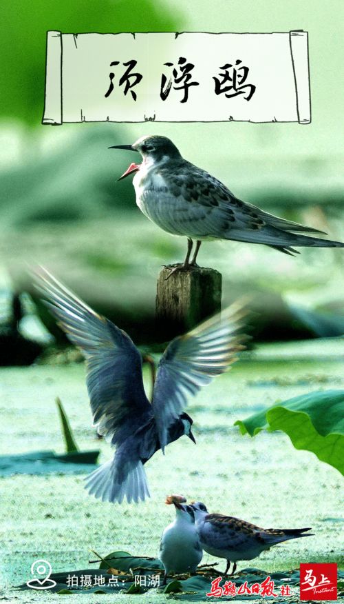 古詩,抒情,句子,兩個(gè)