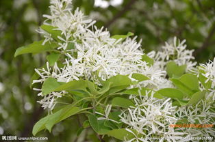 關(guān)于油根子詩句