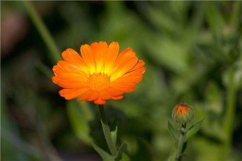 用金盞花的古詩句